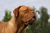 DOGUE DE BORDEAUX 245